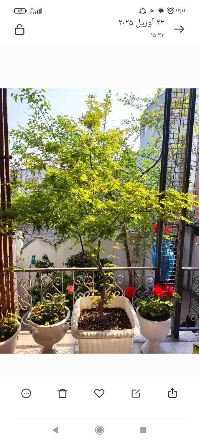 درختچه افرای ژاپنی|گل و گیاه طبیعی|آمل, |دیوار