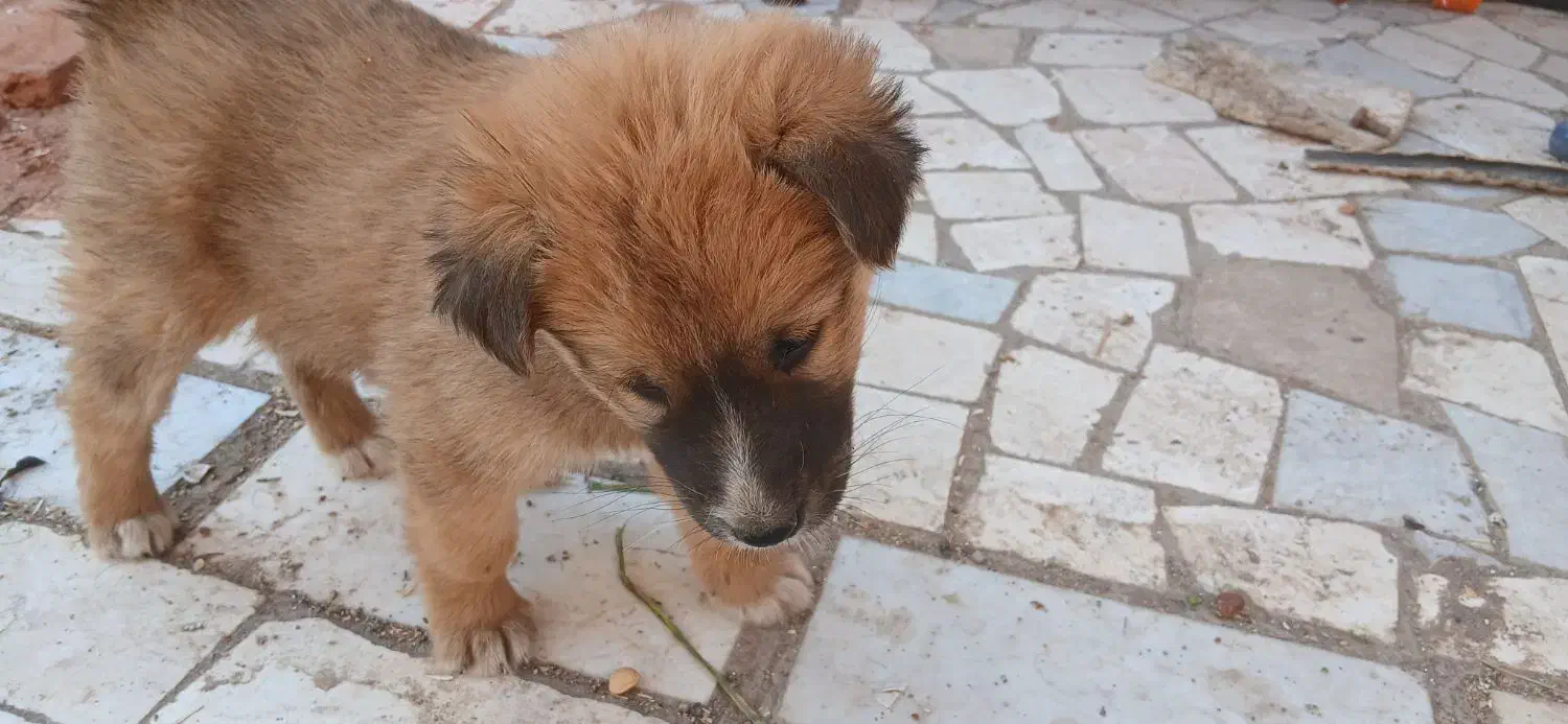 بچه سگ تربتی|سگ|رفسنجان, |دیوار