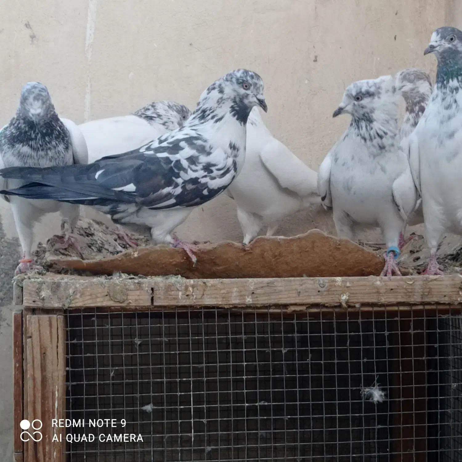 کبوتر کاشونی پرشی|پرنده|پیر بکران, |دیوار