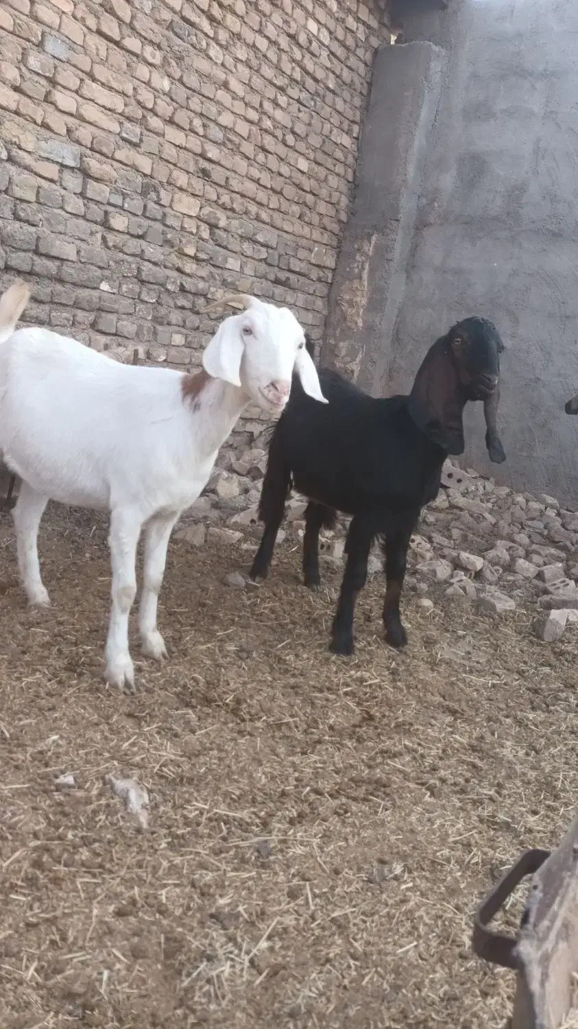 ۲ عدد یک ساله آبستن مایه دار دانه ۱۲تومن|حیوانات مزرعه|تربت جام, کاریز نو سفلی|دیوار