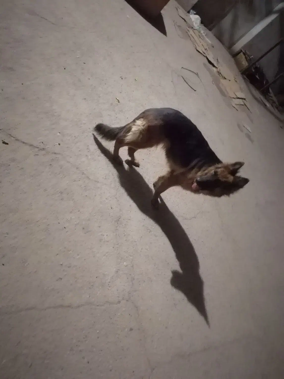 سگ ژرمن شپرد اصیل|سگ|یزد, |دیوار