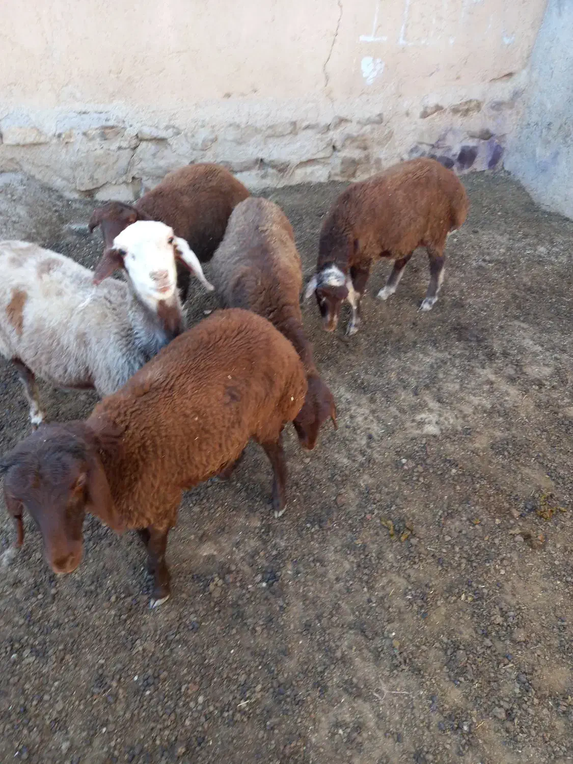 ۵عددبره ۳تاماده۲تانر|حیوانات مزرعه|بسطام, |دیوار