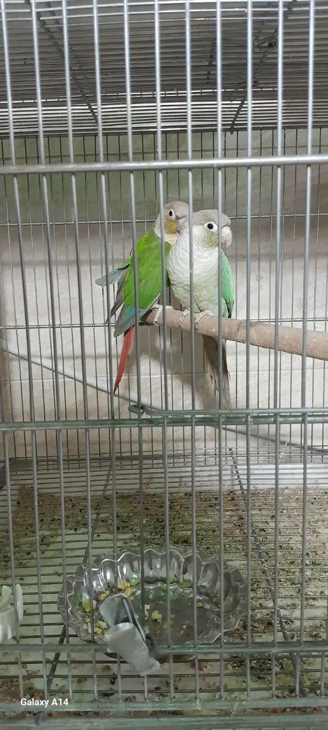 عروس هلندی مولد|پرنده|مشکین‌دشت, |دیوار