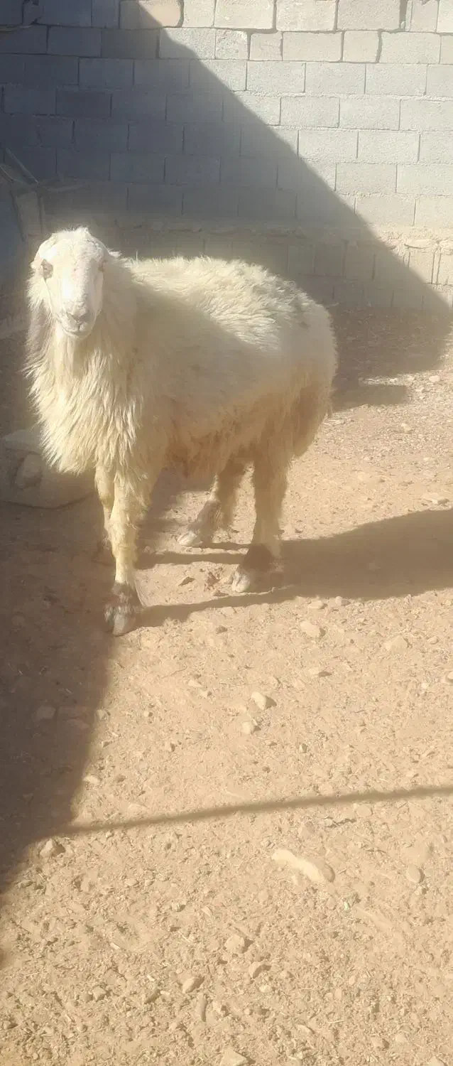 فروش قوچ|حیوانات مزرعه|باشت, |دیوار