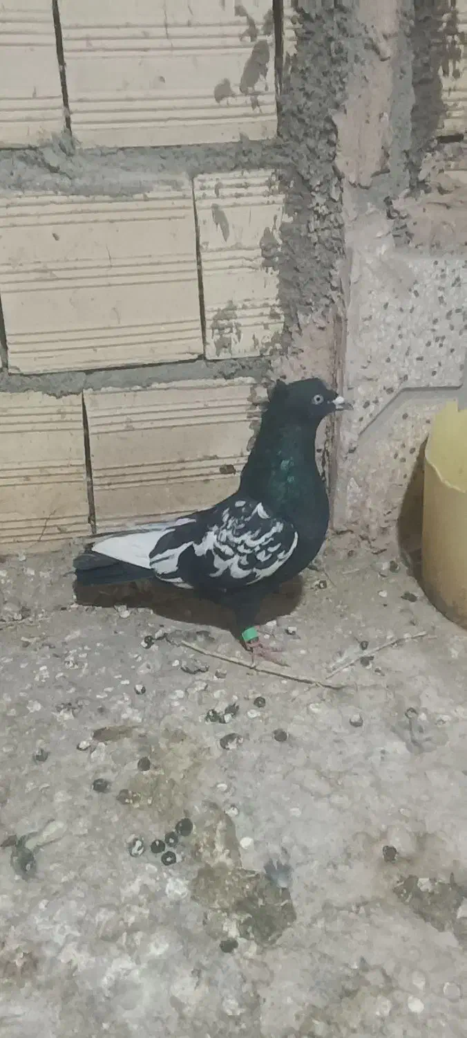 المانی پرشی|پرنده|میان جلگه, |دیوار