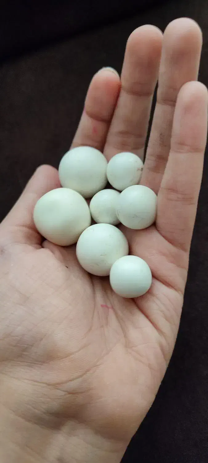 سنگ|کلکسیون اشیاء عتیقه|نورآباد, |دیوار