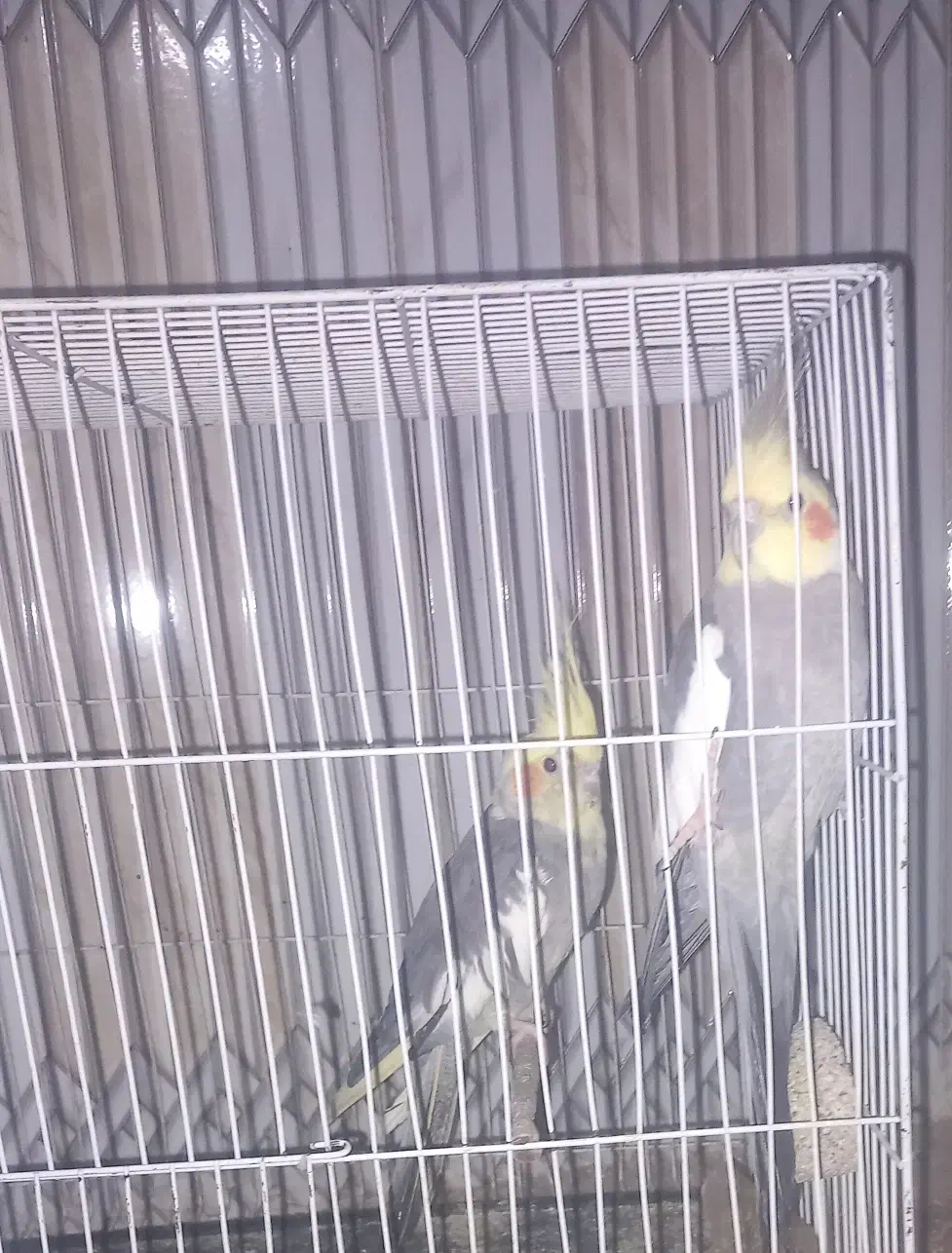 عروس هلندی|پرنده|آبکوه, |دیوار