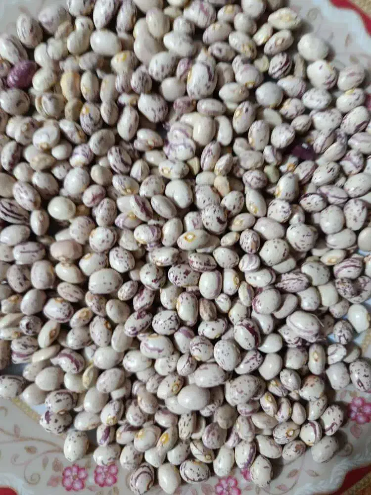 لوبیا چیتی|خوردنی و آشامیدنی|شیراز, باغشهر اهل بیت|دیوار