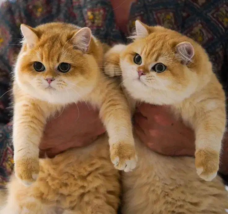 دهکده گربه‌های زیبا ( پرشین / اسکاتیش/ بریتیش )|گربه|یزد, |دیوار