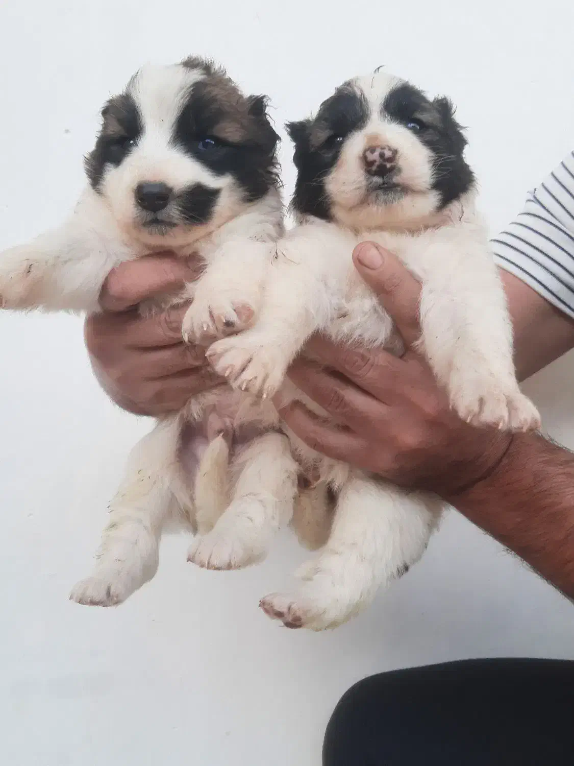 ۳عد توله نر افقان اصیل|سگ|تهران, هلال احمر|دیوار