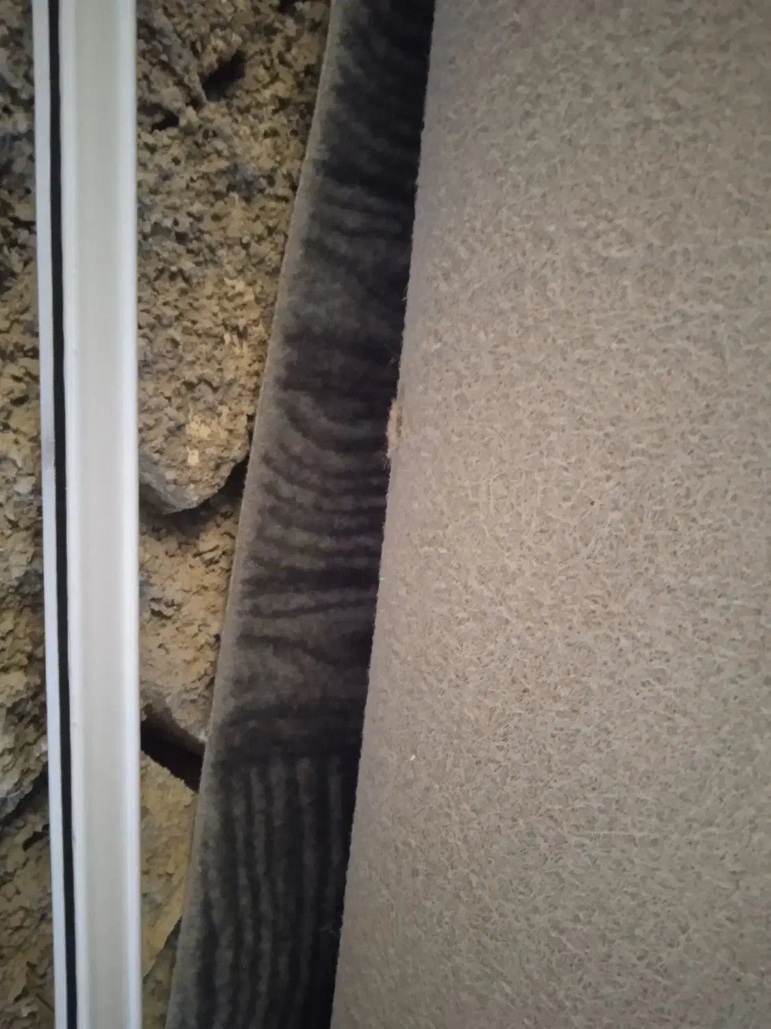 موکت سالم ارزان|موکت|یزد, |دیوار