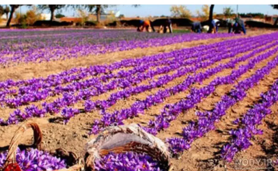 24هکتار زمین مزروعی پیچ ساغروان|اجارهٔ دفتر صنعتی، کشاورزی، تجاری|مشهد, میان ولایت|دیوار