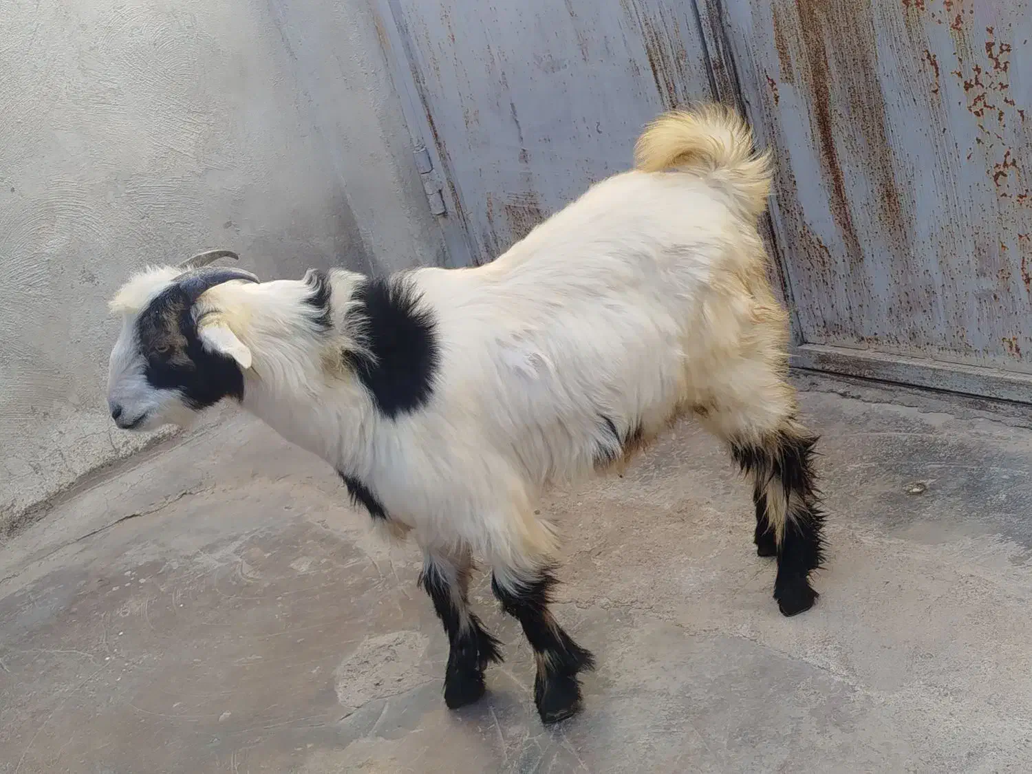 تیشتر|حیوانات مزرعه|مسجد سلیمان, |دیوار