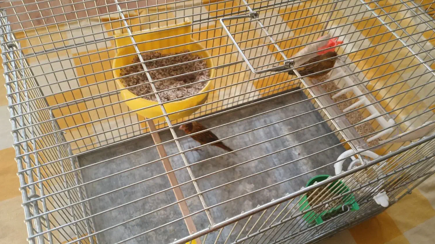 قناری نر و ماده سوخته بهمراه یک عدد جوجه ۳روز|پرنده|اصفهان, کشاورزی|دیوار