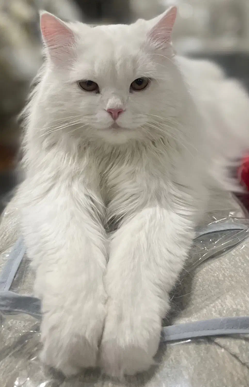 گربه|گربه|شیراز, قصرالدشت|دیوار