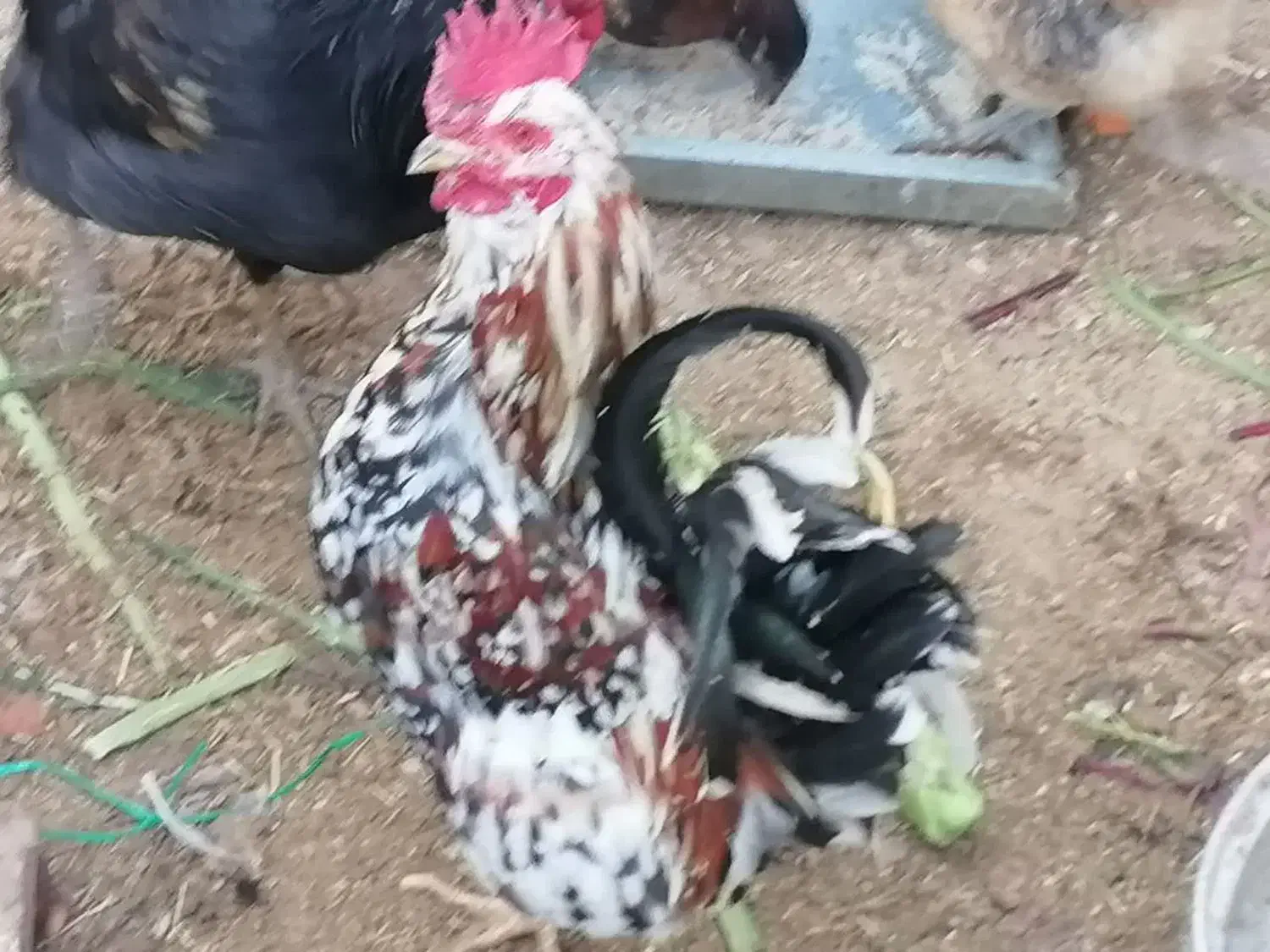 خروس و مرغ محلی|حیوانات مزرعه|یزد, |دیوار