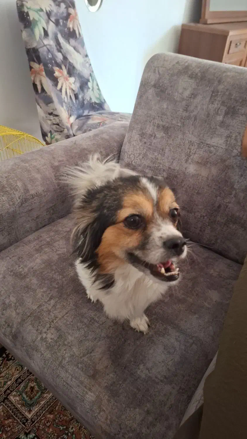 توله پامر اشپیتز|سگ|صدرا-فارس, فاز ۱|دیوار