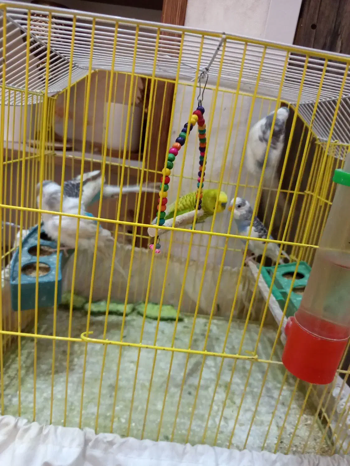 مرغ عشق|پرنده|شیراز, کلاهدوز|دیوار