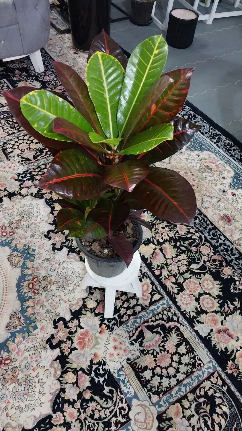 گل وگیاه و|گل و گیاه طبیعی|مشهد, مهدی آباد|دیوار