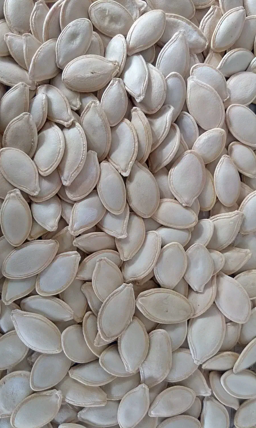 تخم کدو|خوردنی و آشامیدنی|دهگلان, |دیوار