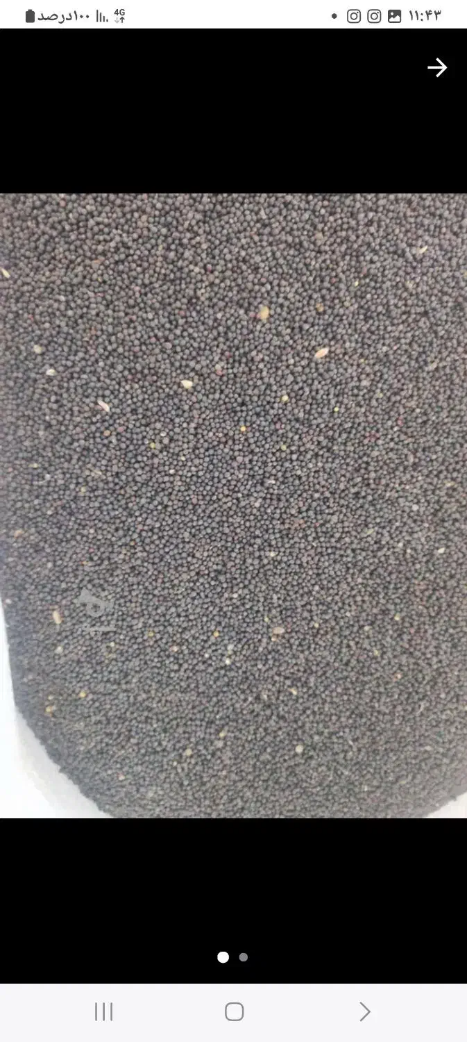 کلزار۱سال کاشت شده هیولا۵۰|حراج|فراغی, |دیوار