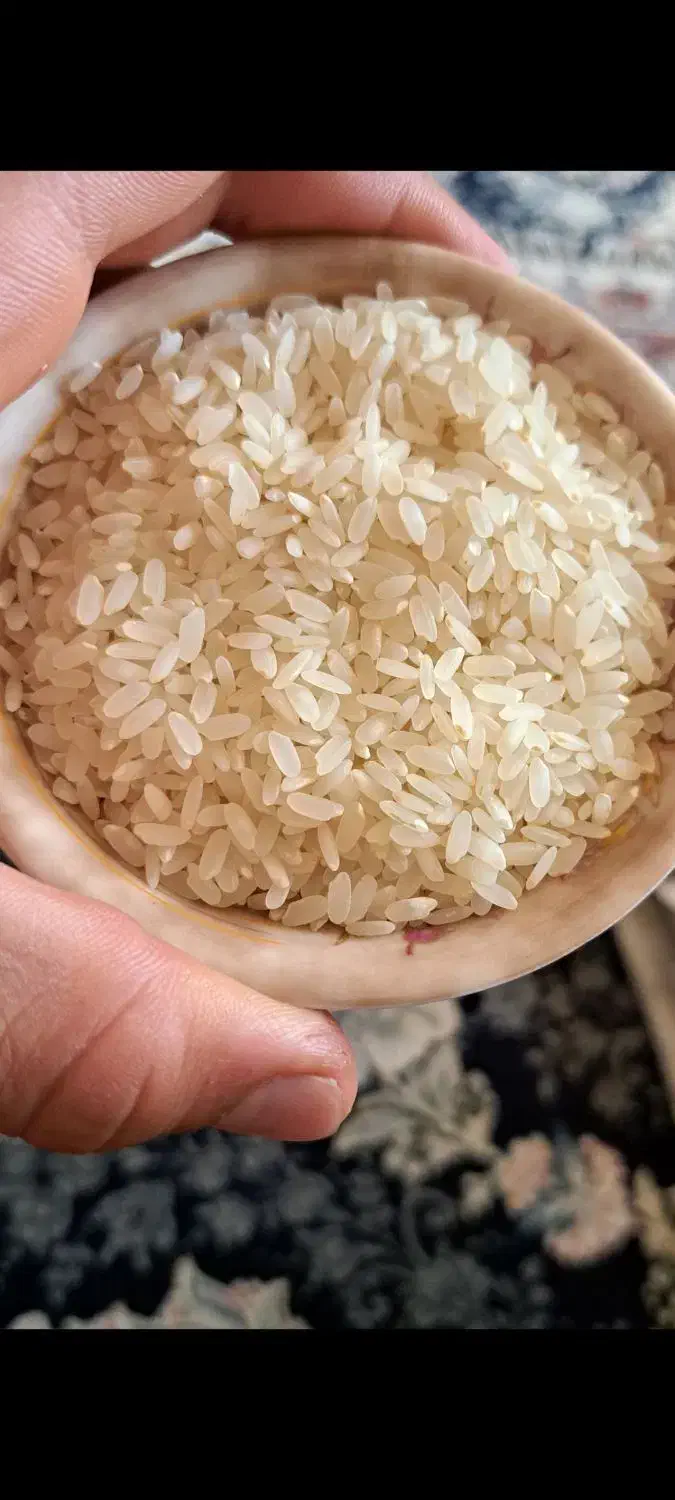 فروش برنج کامفیروزی به شرط|خوردنی و آشامیدنی|کامفیروز, |دیوار