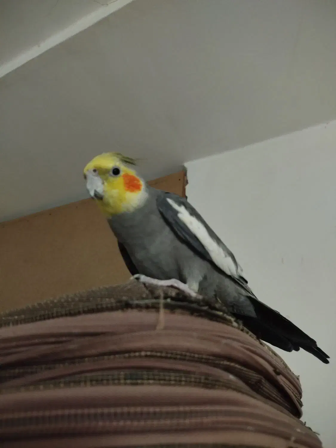 عروس هلندی سخنگو جفت.مولد|پرنده|قروه, |دیوار