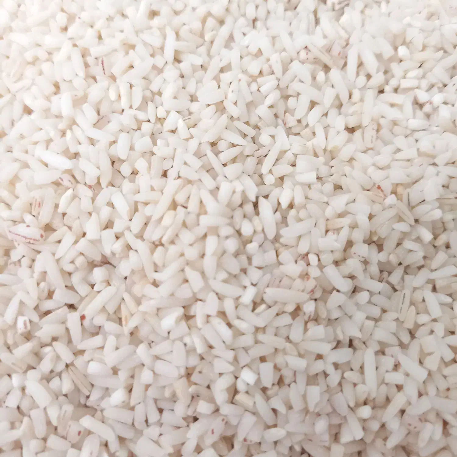 لاشه هاشمی|خوردنی و آشامیدنی|بندر انزلی, پردیس|دیوار