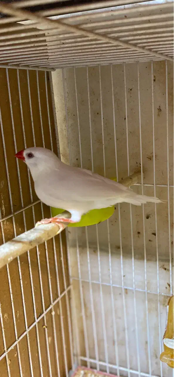 فنچ کرواتی ، زبرا اورنج ، بنگالی|پرنده|مشهد, سرافرازان|دیوار