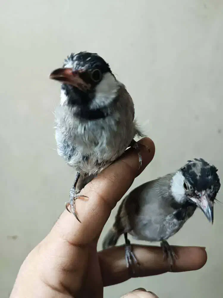 مرغ مینا|پرنده|اهواز, کوی شاهد|دیوار