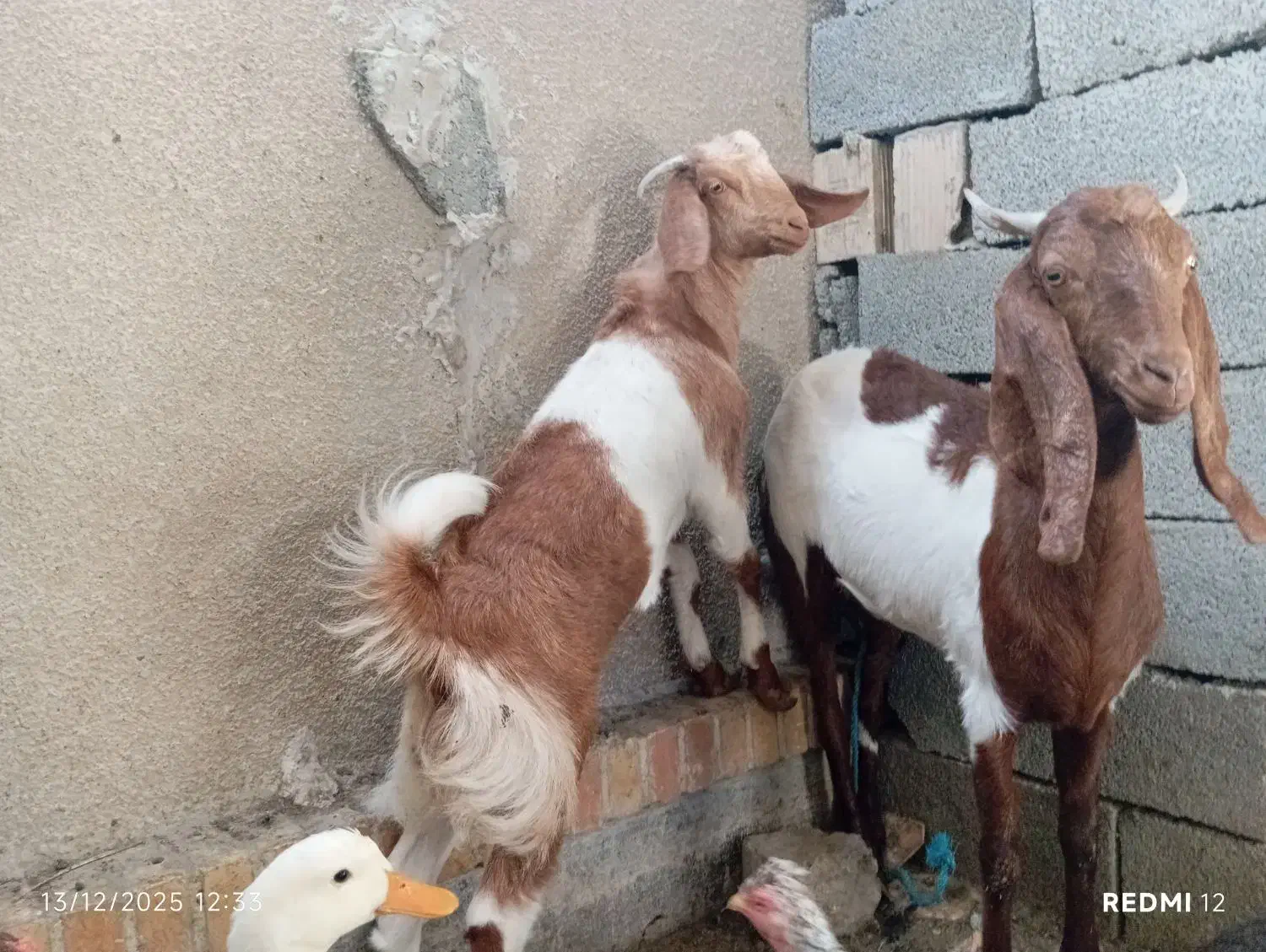 بز ماده آبستن به همراه کهره ماده حدود پنج ماهه|حیوانات مزرعه|نیک شهر, |دیوار