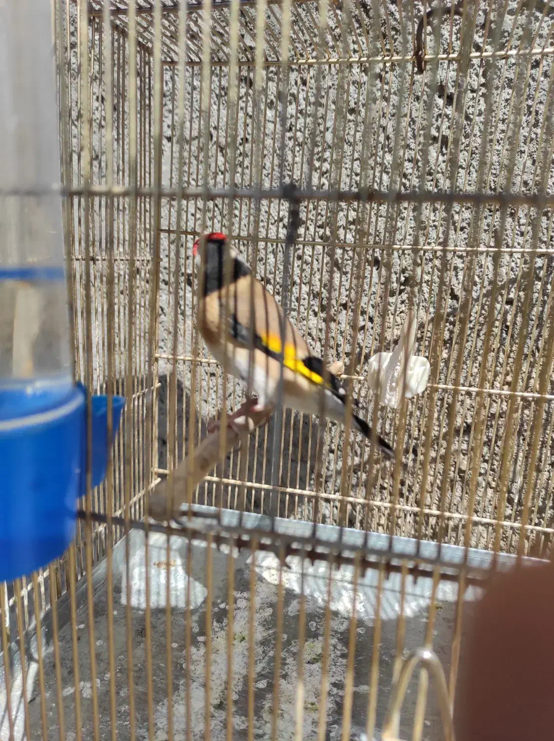 سهره|پرنده|ملایر, |دیوار