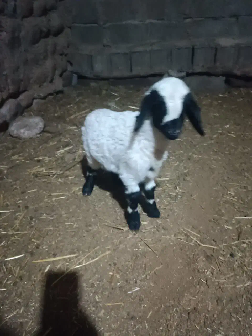 بره شیری|حیوانات مزرعه|شهر بابک, |دیوار