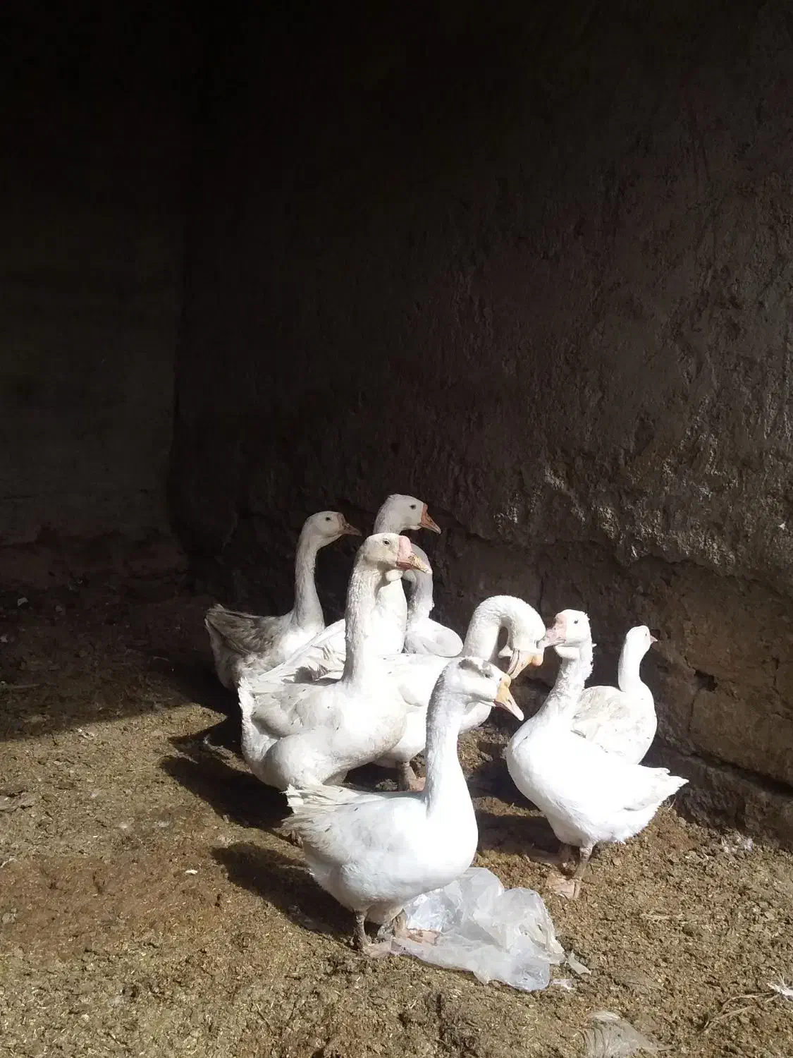 دو جفت غوغاز مناسب نگهداشتن و کشتن|حیوانات مزرعه|زهک, |دیوار