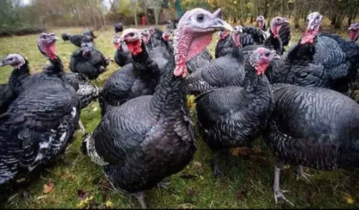 بوقلمون محلی ارگانیک ارسال رایگان در اهر|حیوانات مزرعه|اهر, |دیوار