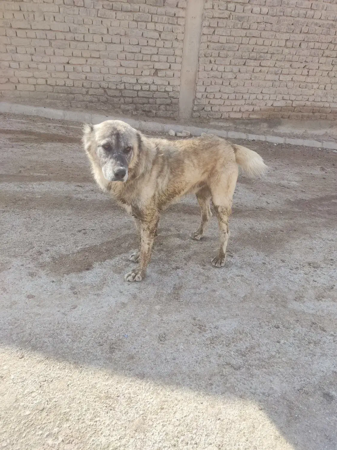 سگ گله|سگ|بجنورد, |دیوار