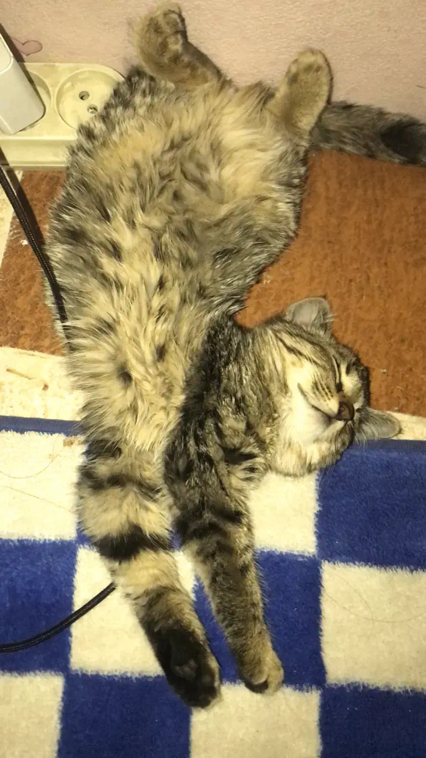 واگذاری بچه‌گربه ماده|گربه|کرمان, |دیوار