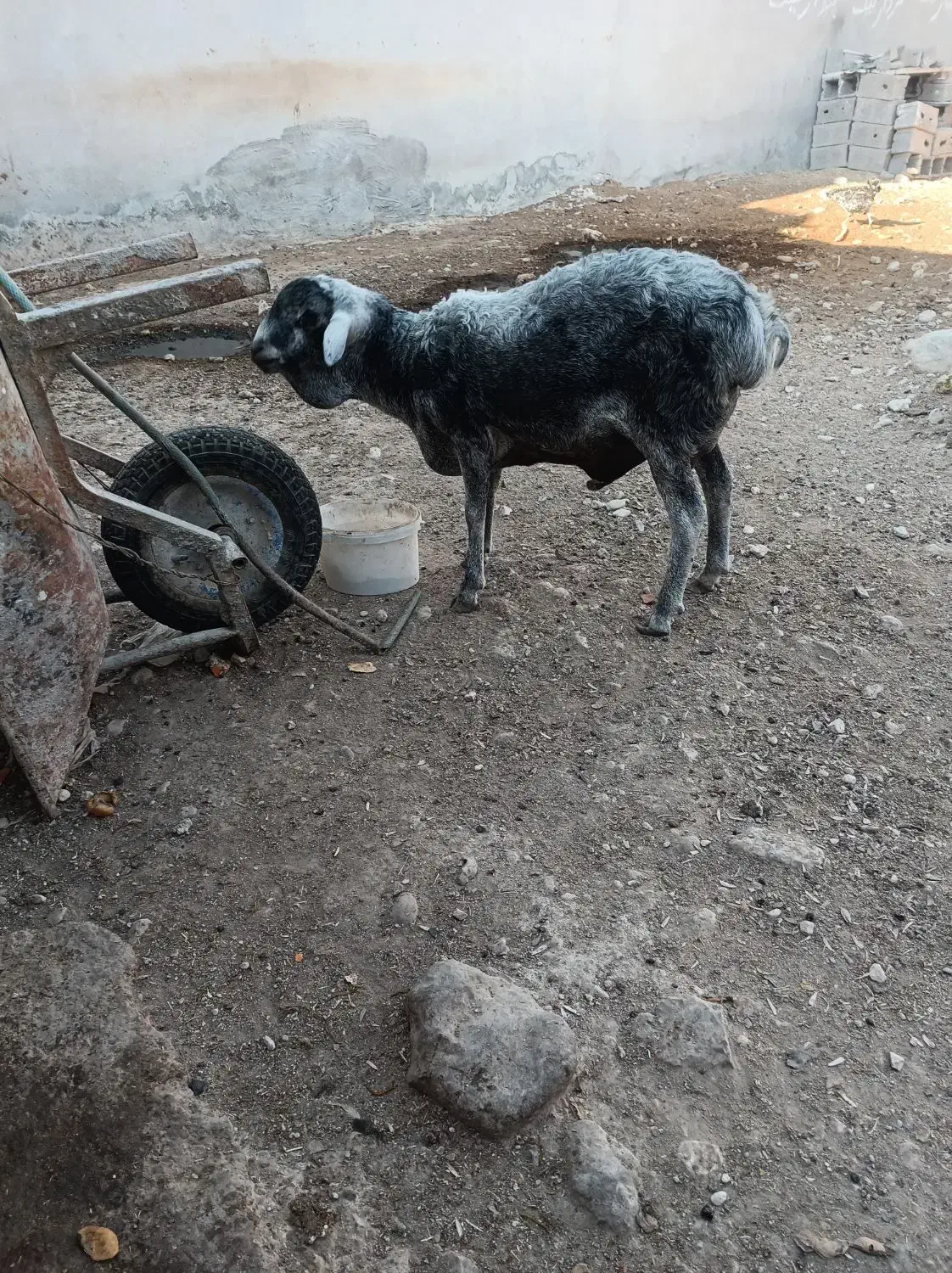 بره چاق و سرحال|حیوانات مزرعه|بندر کنگان, |دیوار