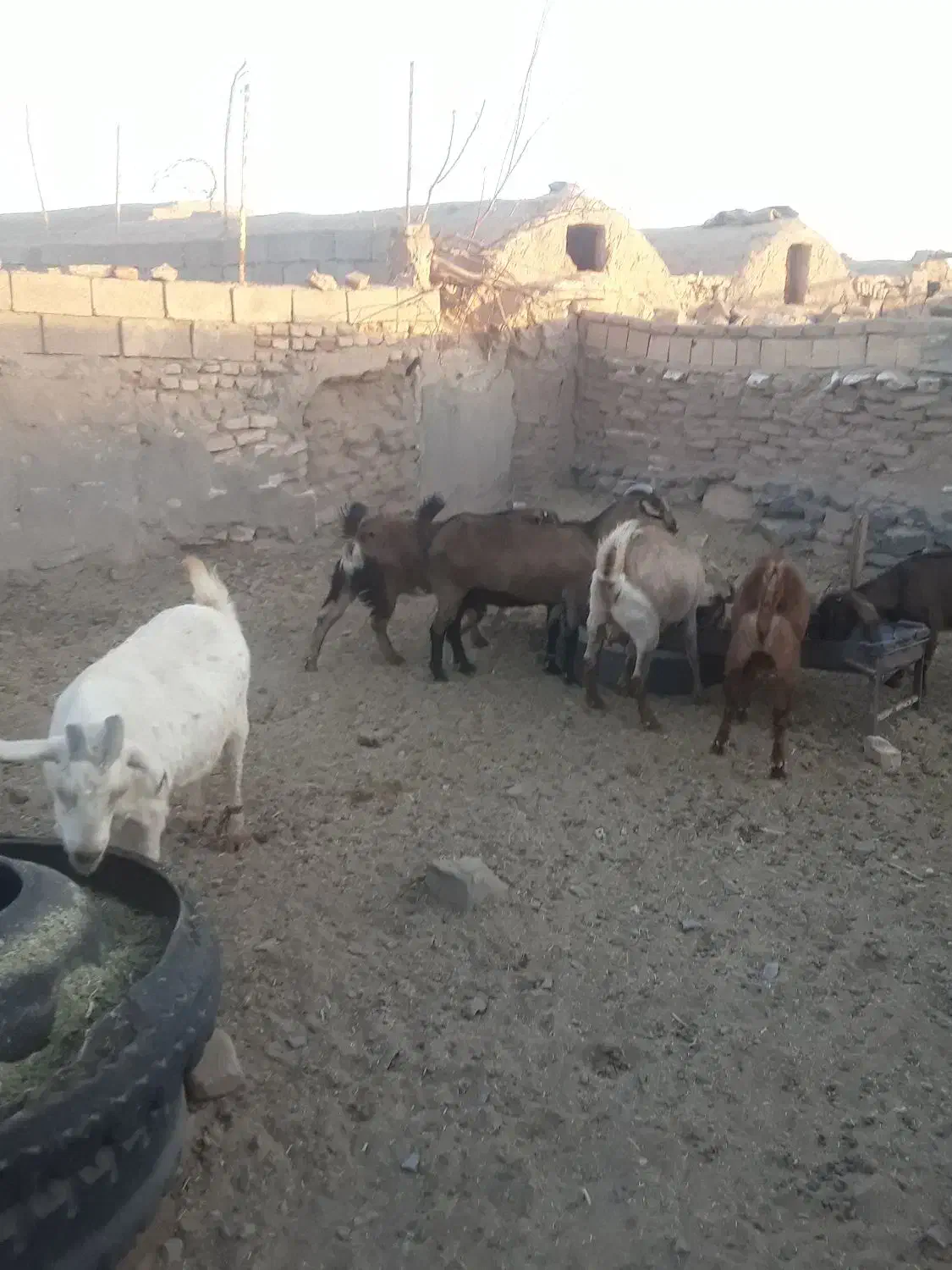 بز سه قلوزاوشیراوجوان معاوضه باگاویاگوساله ماده|حیوانات مزرعه|آیسک, |دیوار