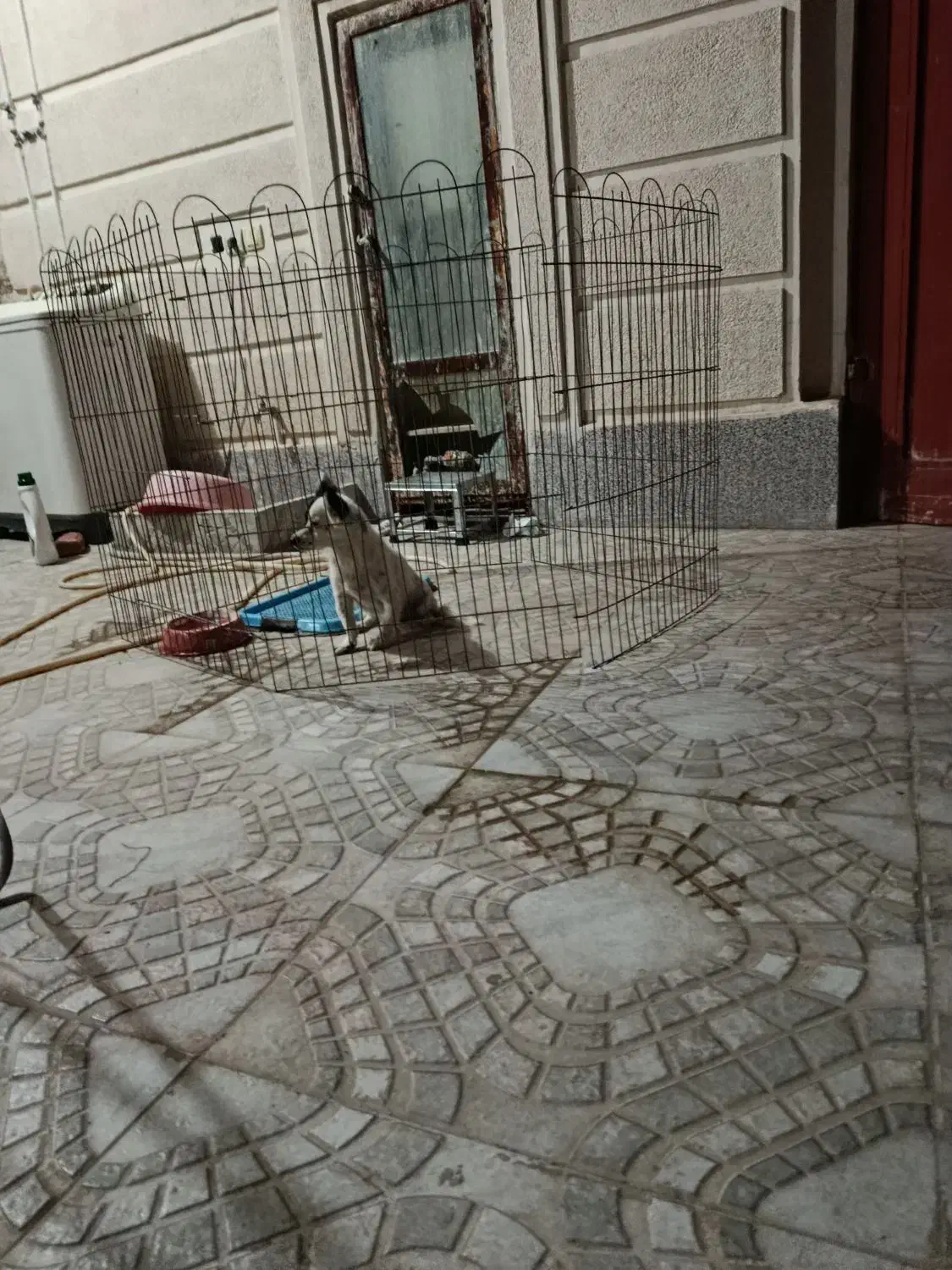 سگ پامر اشپیز روباهی|سگ|لار, |دیوار