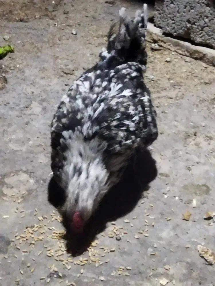 مرغ گلین|حیوانات مزرعه|اصفهان, قهجاورستان|دیوار