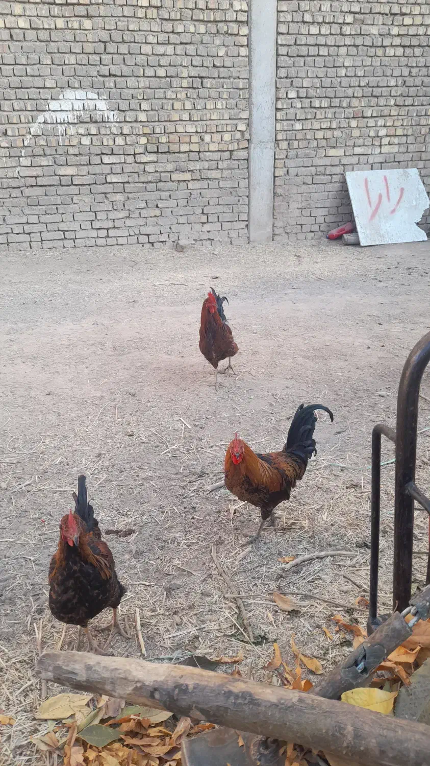 خرس‌|پرنده|پیر بکران, |دیوار