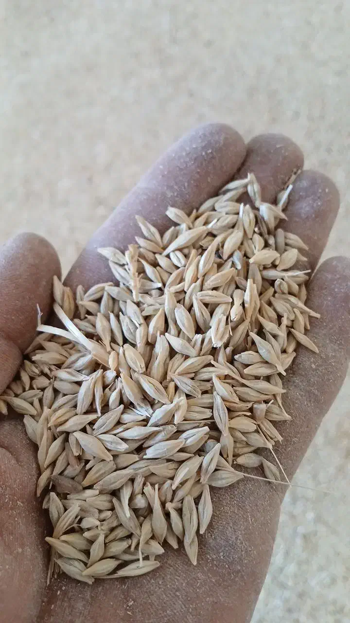 جو ایرانی ابی|حراج|زنده رود, |دیوار