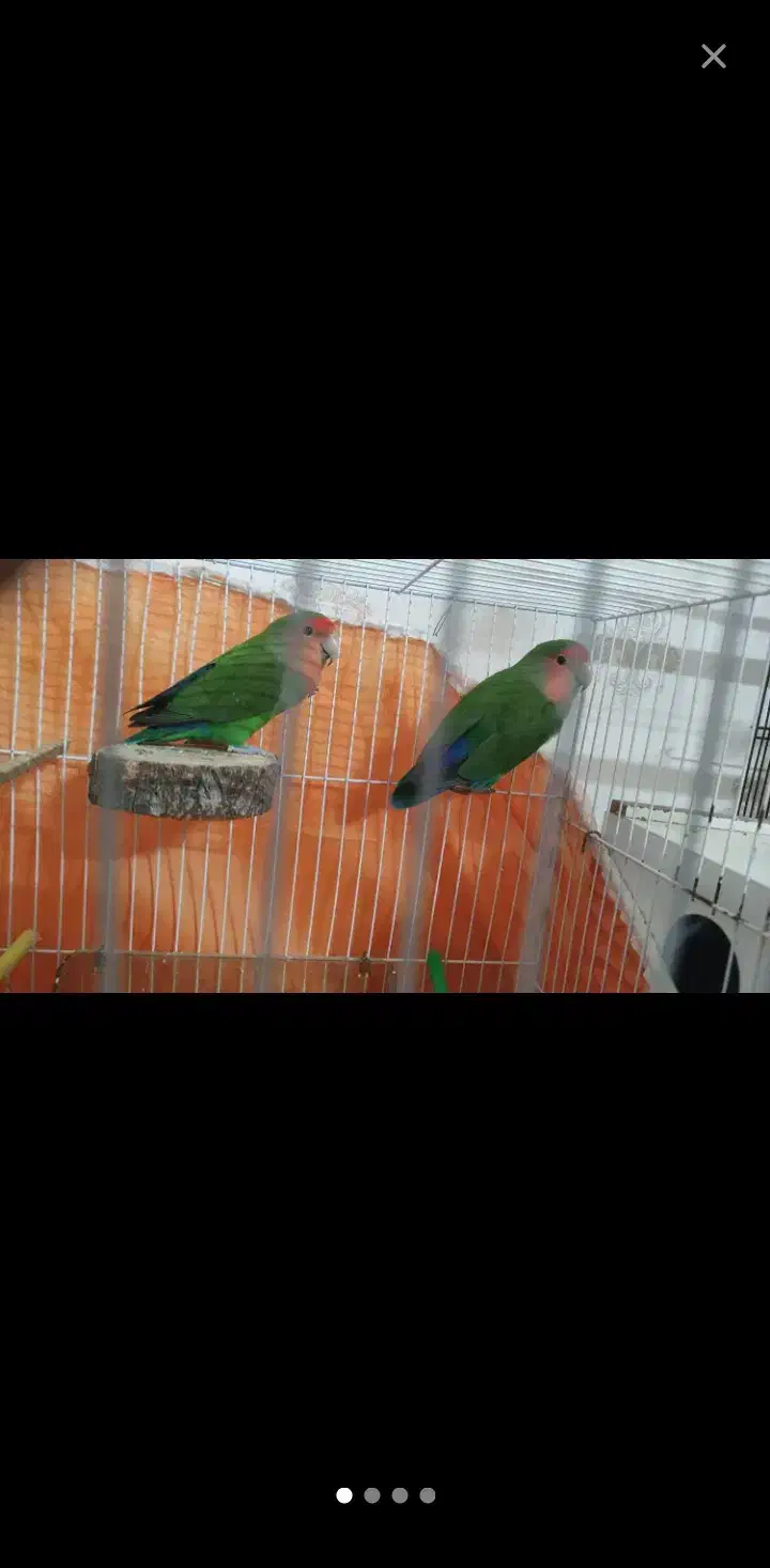 کوتوله برزیلی جفت|پرنده|سبزوار, عظیمیان|دیوار