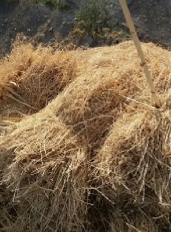 علوفه خشک تمیز|حیوانات مزرعه|بم, |دیوار