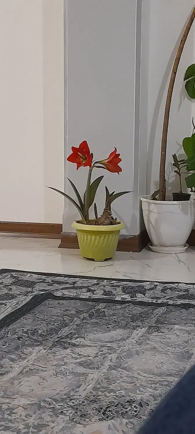 فروش سیم کارت دائمی|سیمکارت|تنکابن, |دیوار