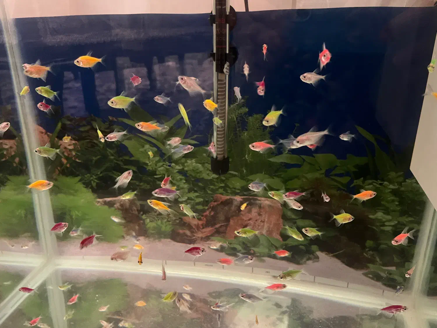 ماهی کالررنگی|ماهی|قزوین, |دیوار