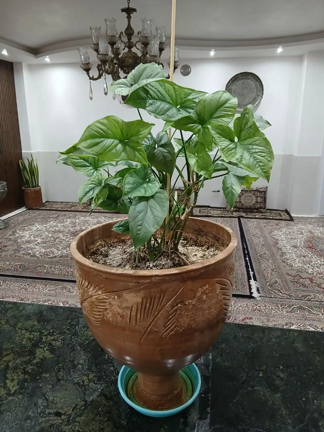 تعدادی گل|گل و گیاه طبیعی|اصفهان, گرکان|دیوار