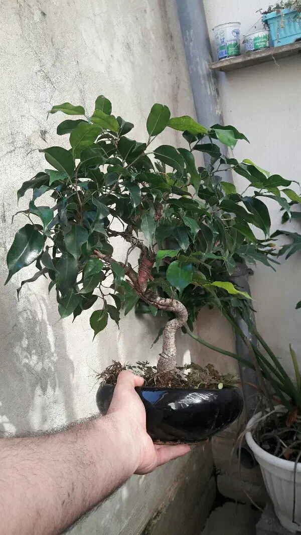 بونسای ژاپنی|گل و گیاه طبیعی|رشت, باهنر|دیوار