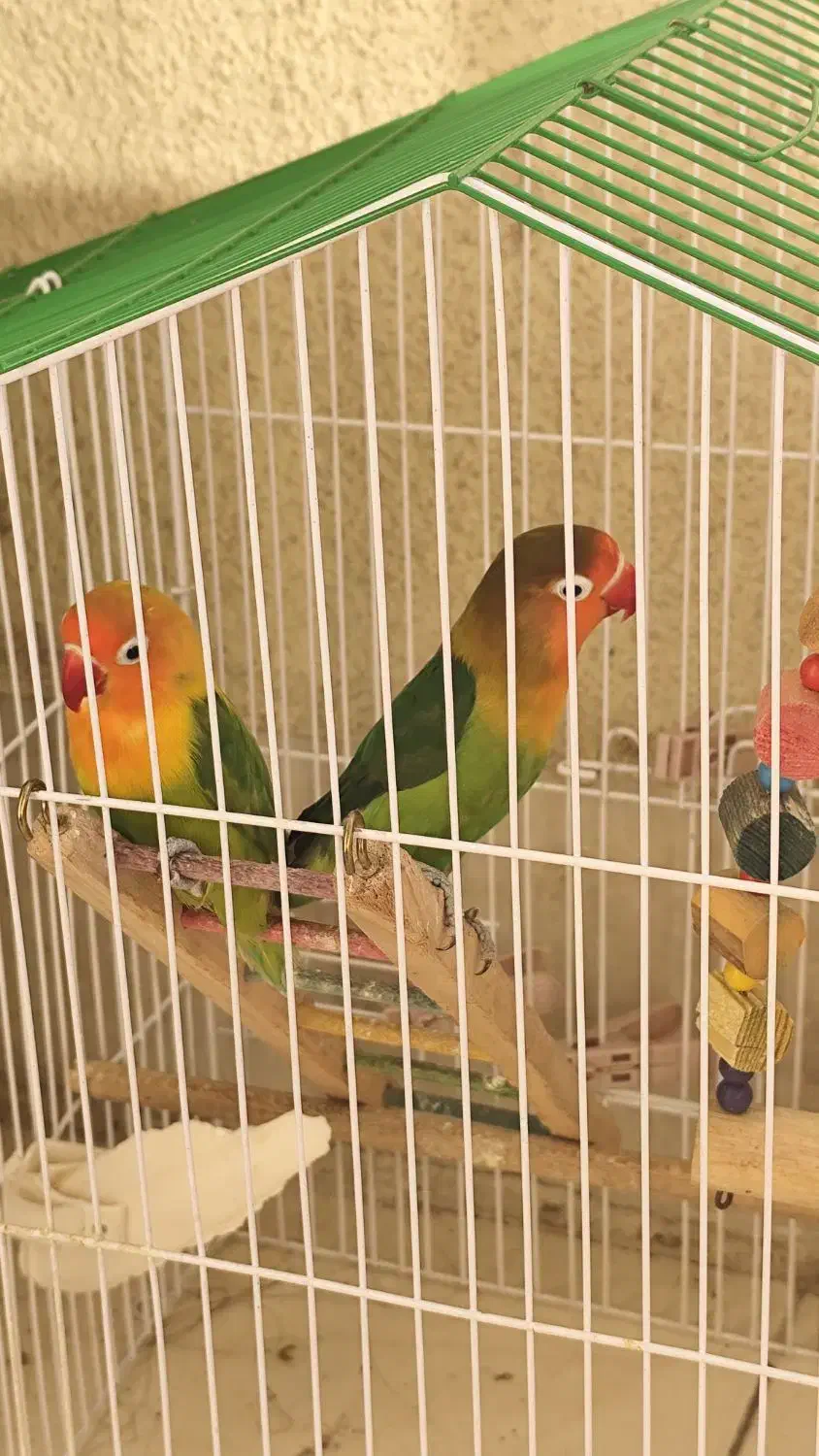 پرنده|پرنده|فولادشهر, C4|دیوار